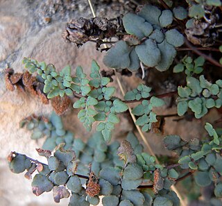 <i>Argyrochosma</i> Genus of ferns in the family Pteridaceae