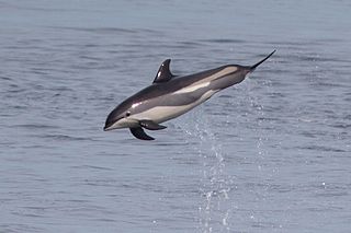 <span class="mw-page-title-main">Atlantic white-sided dolphin</span> Species of mammal