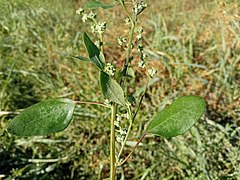 Atriplex patula, Brunyola i Sant Martí Sapresa 02.jpg