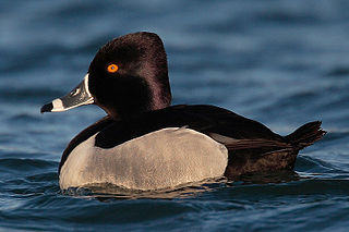 <span class="mw-page-title-main">Ring-necked duck</span> Species of bird