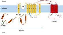 BK Channel Structure BK Channel Diagram.jpg