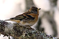 Fenyőpinty (Fringilla montifringilla)