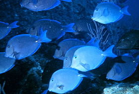 Acanthurus coeruleus