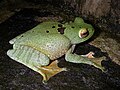 Blankalipa arborano, Boophis albilabris, Manteledoj, Madagaskaro