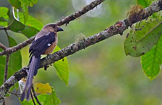 <span class="mw-page-title-main">Bornean treepie</span> Species of bird