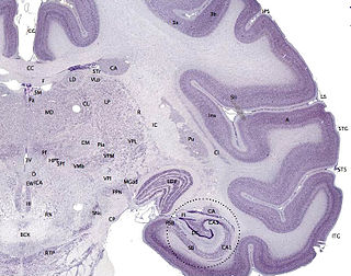 <span class="mw-page-title-main">Cortex (anatomy)</span> Outermost layer of an organ