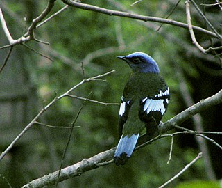 <i>Cochoa</i> Genus of birds