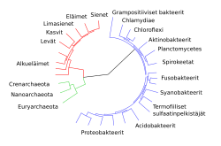 CollapsedtreeLabels-simplified-fi.svg