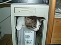 "Computer-kitten.jpg" by User:Avatar