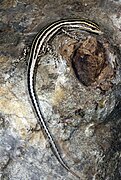 August 9: The skink Cryptoblepharus leschenault.