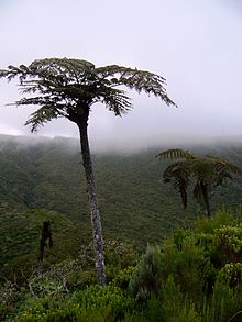 Cyathea glauca 02.JPG