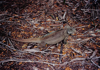 <span class="mw-page-title-main">Turks and Caicos rock iguana</span> Species of lizard