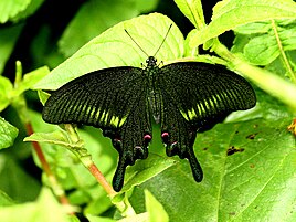 West Himalayan Common Peacock (Papilio bianor polyctor)