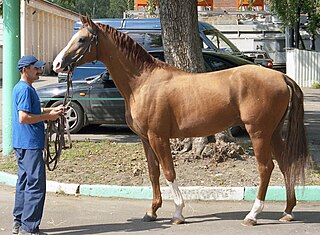 <span class="mw-page-title-main">Russian Don</span> Breed of horse