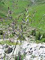 Raudonasis eraičinas (Festuca rubra)