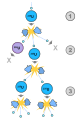 Image 69A schematic nuclear fission chain reaction. 1. A uranium-235 atom absorbs a neutron and fissions into two new atoms (fission fragments), releasing three new neutrons and some binding energy. 2. One of those neutrons is absorbed by an atom of uranium-238 and does not continue the reaction. Another neutron is simply lost and does not collide with anything, also not continuing the reaction. However, the one neutron does collide with an atom of uranium-235, which then fissions and releases two neutrons and some binding energy. 3. Both of those neutrons collide with uranium-235 atoms, each of which fissions and releases between one and three neutrons, which can then continue the reaction. (from Nuclear fission)