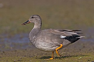 <span class="mw-page-title-main">Gadwall</span> Species of bird