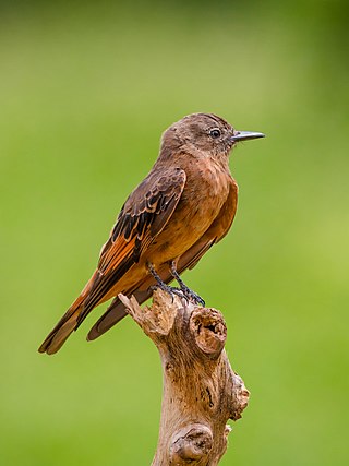 <span class="mw-page-title-main">Cliff flycatcher</span> Species of bird