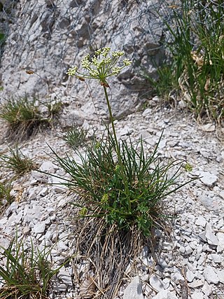 <i>Hladnikia</i> Genus of flowering plants