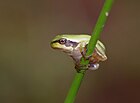 Hyla arborea (Laubfrosch, Metamorphling) [D]