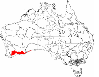 <span class="mw-page-title-main">Mallee bioregion</span> Biogeographic region in southern Western Australia