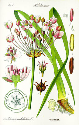 Skėtinis bėžis (Butomus umbellatus)