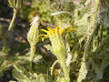 flowerhead from side