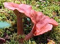 Lactarius rufus - kangasrousku