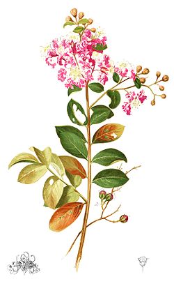 Lagerstroemia indica Plate from book