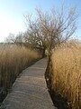 Leighton Moss path.jpg