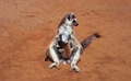 Berenty Natural Reserve, Madagascar