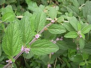 Lippia alba (Blätter mit Anisaroma)