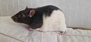 <span class="mw-page-title-main">Fancy rat</span> Domesticated brown rat subspecies