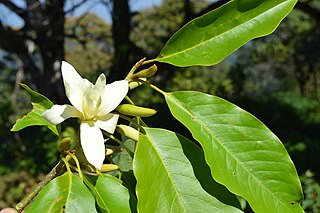 <i>Magnolia nilagirica</i> Species of tree