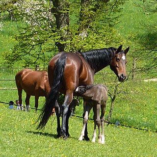 <span class="mw-page-title-main">Württemberger</span> Breed of horse