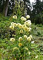 22 février 2013 Meconopsis autumnalis