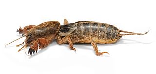 <span class="mw-page-title-main">Mole cricket</span> Members of the insect family Gryllotalpidae