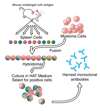 <span class="mw-page-title-main">Hybridoma technology</span> Method for producing lots of identical antibodies