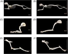 Computed tomography X-ray photograph of a 4-year old standard Munchkin cat sire and an adult female domestic cat control. Lateral view of a standard Munchkin cat (a, c, e) and a domestic cat (b, d, f). The limbs of the standard Munchkin cat are shortened in relation to the body. The fore limbs of the standard Munchkin cat (c) show a shortening of all distal and proximal long bones and higher diaphyseal diameters, particularly of humerus, compared to the fore limbs of domestic cat (d). The hind limbs (e, f) also show higher diaphyseal diameters in particular in the femur as well as a shortening of the long bones. Munchkin cat x-ray.webp