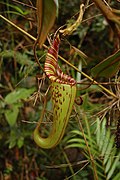 Nepenthes hurrelliana