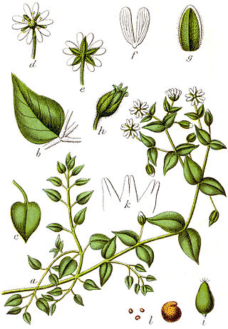 <i>Stellaria aquatica</i> Species of flowering plant in the carnation family Caryophyllaceae