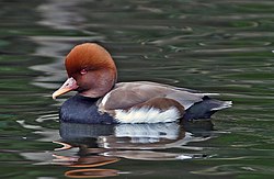 Roussieu Nète (Netta rufina)