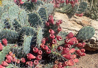 <i>Opuntia phaeacantha</i> Species of cactus