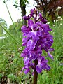 Orchis mascula Germany - Neurod bei Ettlingen