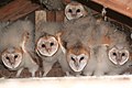 A brood soon before fledging, moulting out of their nestling down