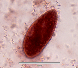 <span class="mw-page-title-main">Ciliogenesis</span> Building of cellular cilia