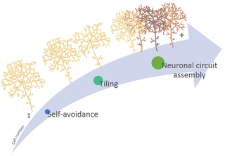 <span class="mw-page-title-main">Neuronal self-avoidance</span>