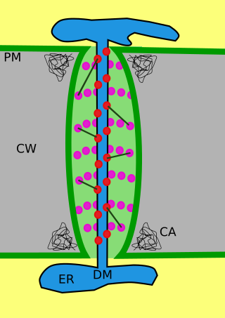 <span class="mw-page-title-main">Plasmodesma</span> A pore connecting between adjacent plant cells