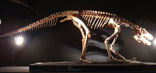 <i>Pseudhesperosuchus</i> Extinct genus of reptiles