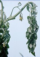 Wilt caused by the bacterium Ralstonia solanacearum